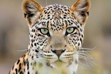 Global-Matters-Young-tiger-stalks-ageing-dragon